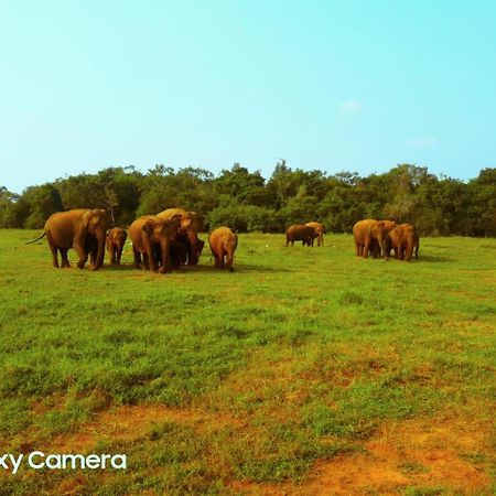 Minneriya Jeep Safari Habarana Exterior foto